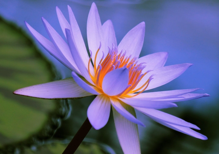summer flowers for shade