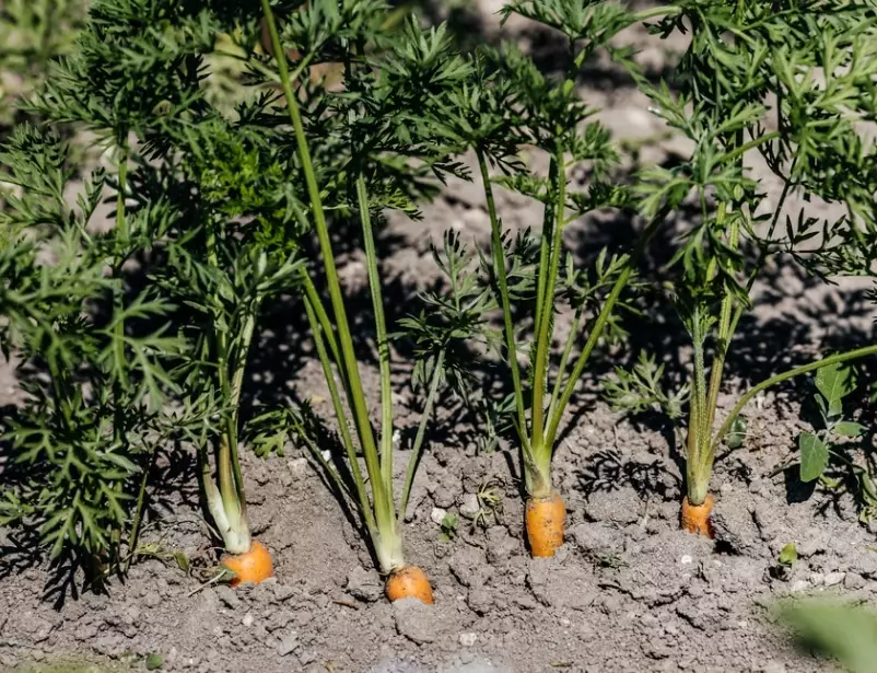 carrot growing season