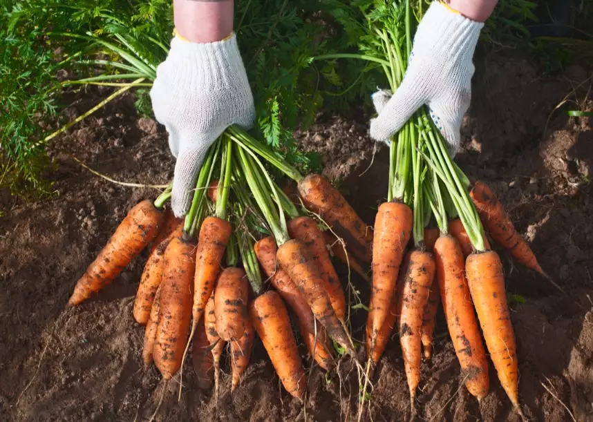 best time to plant carrots