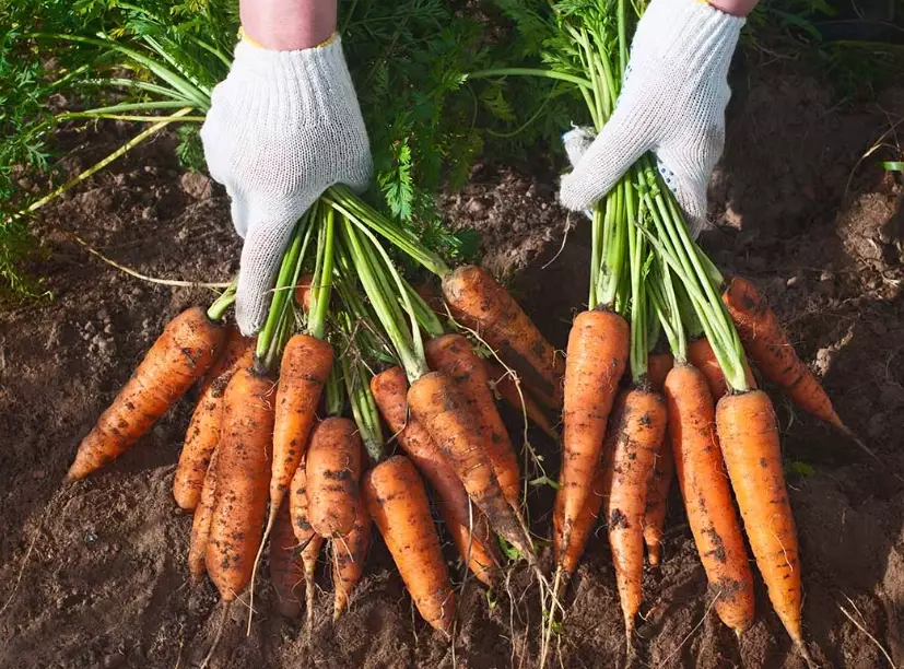 how to grow carrots how to grow carrots