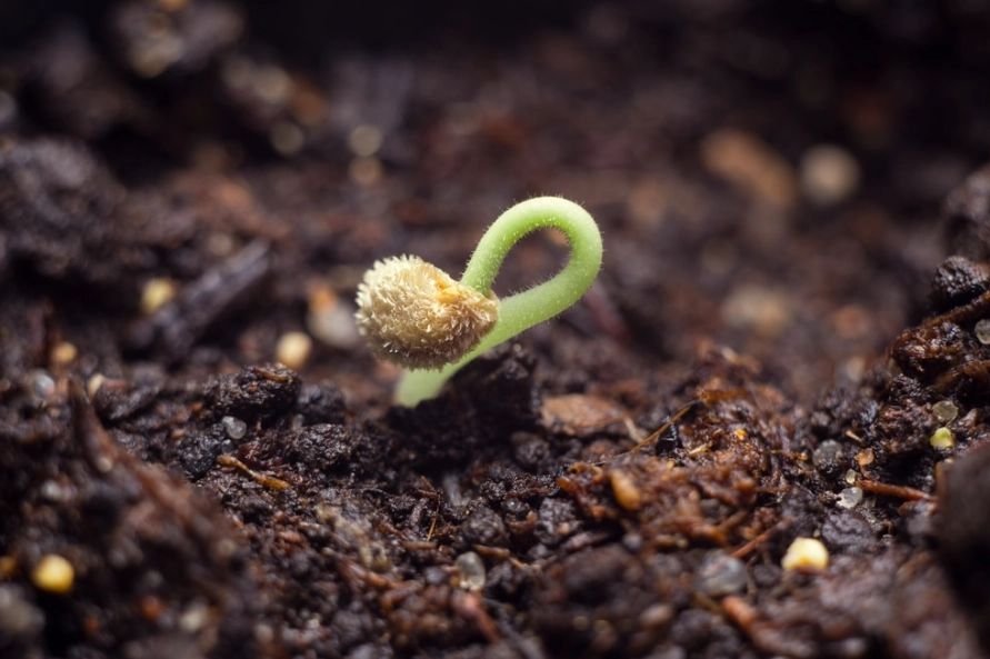 how to germinate seeds
