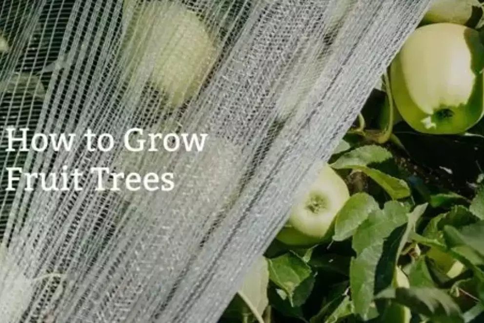 fruit tree planting guide