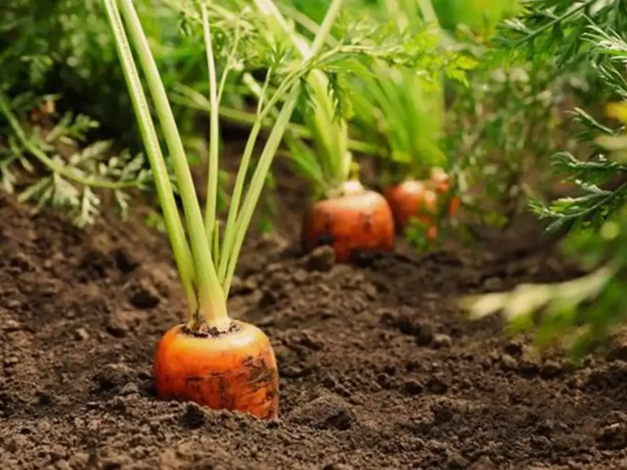 carrot planting season