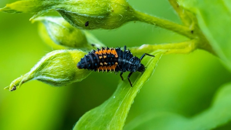 ladybug larvae