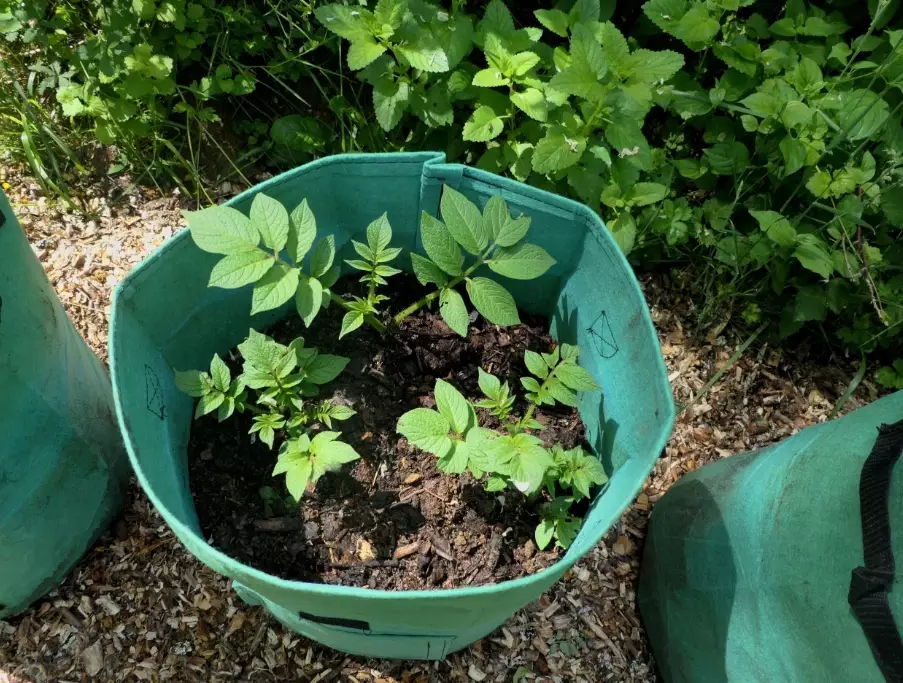 vegetable container gardening vegetable container gardening