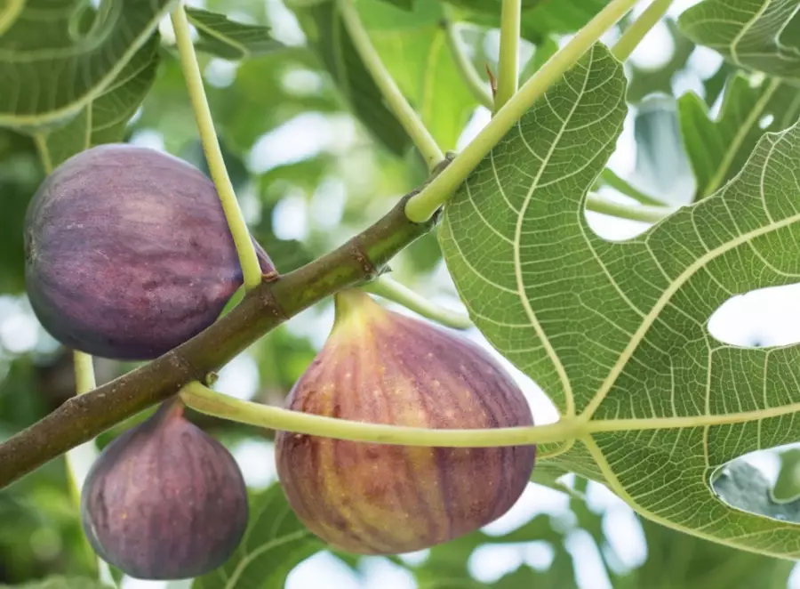 growing figs