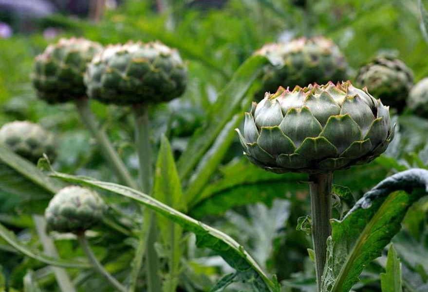 harvesting globe artichokes