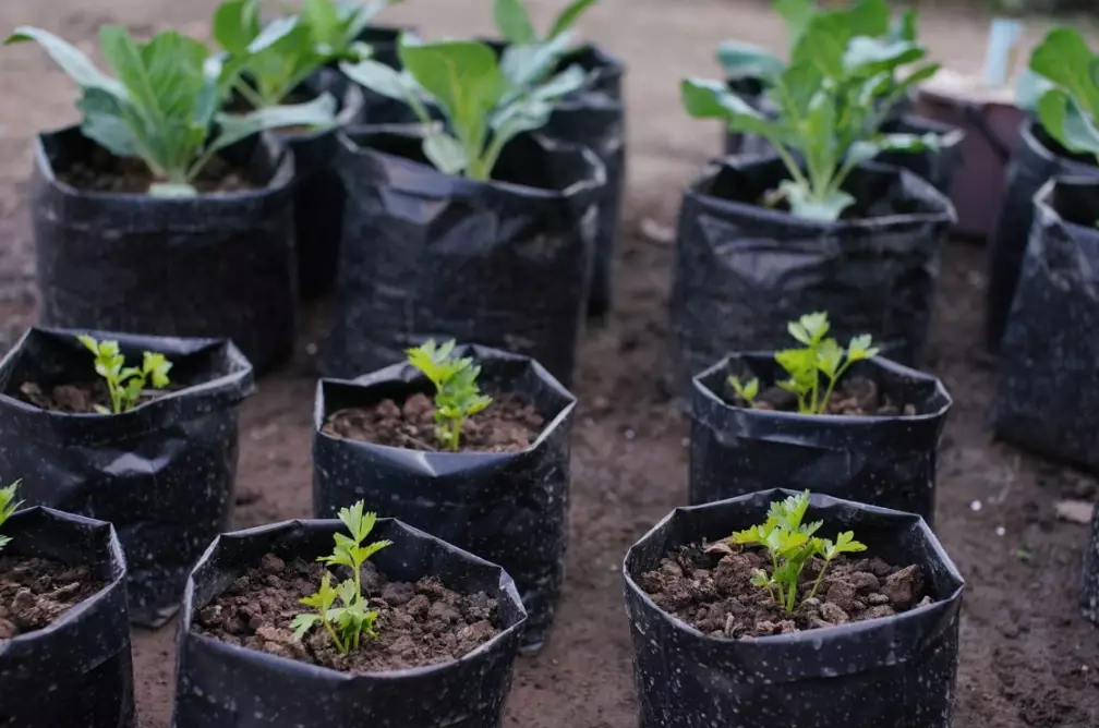 best vegetables to grow in bags best vegetables to grow in bags