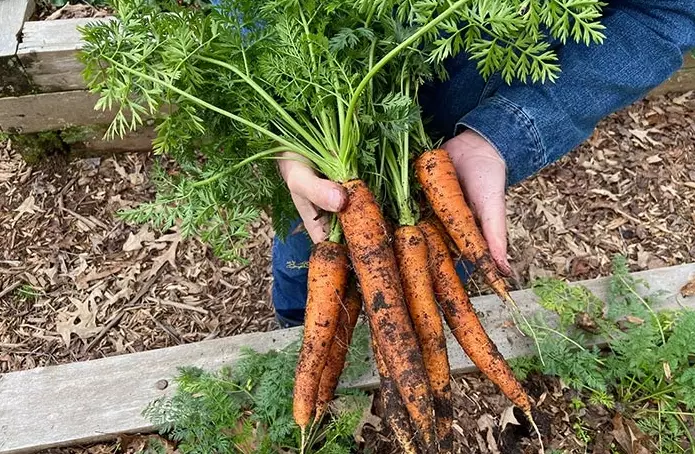 growing carrots