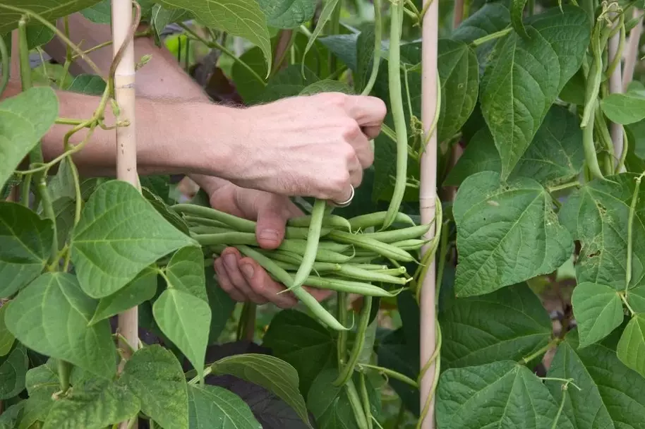 how to plant string beans