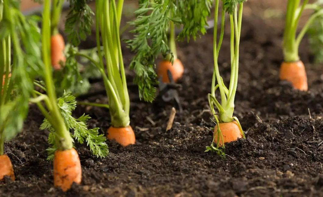 growing carrots