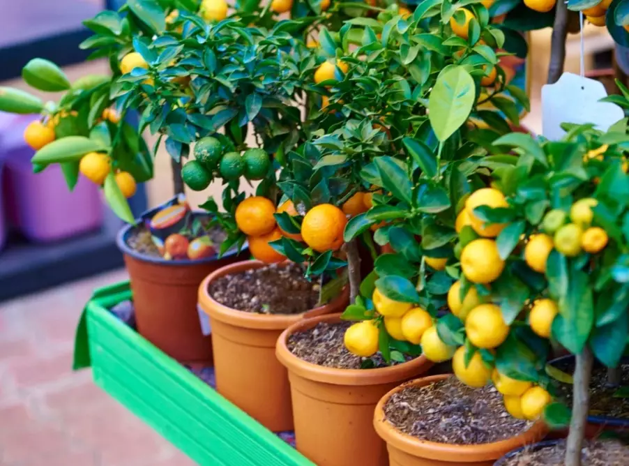 caring for fruit trees