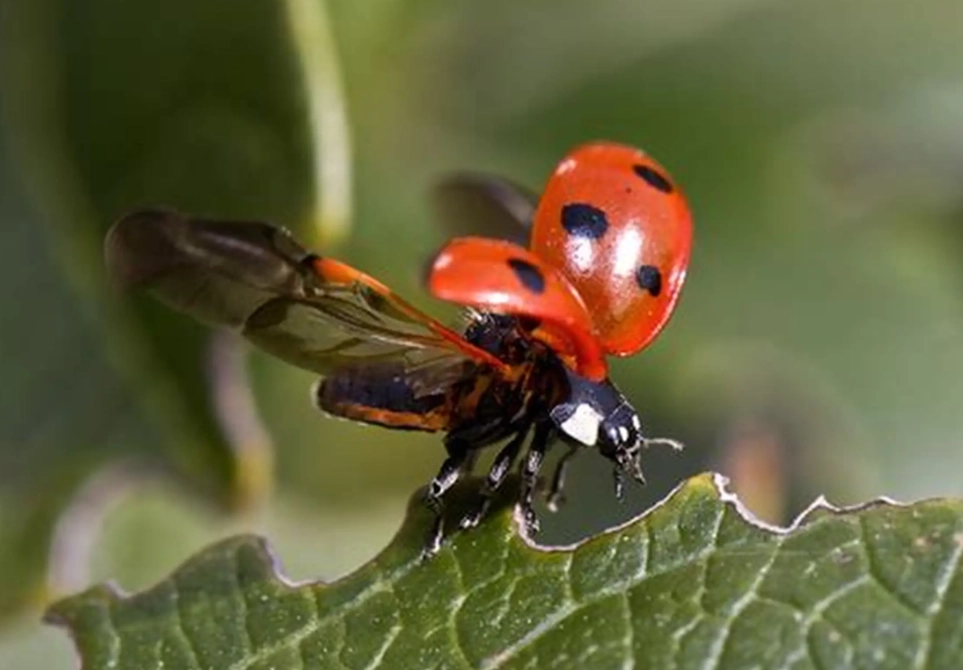 ladybug larvae