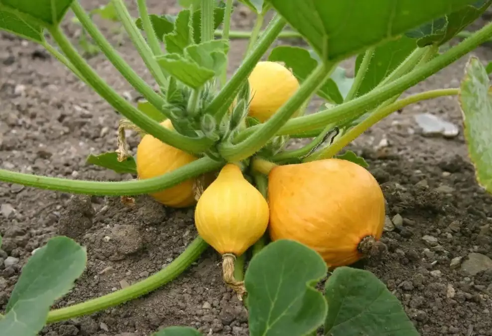 summer squash planting guide