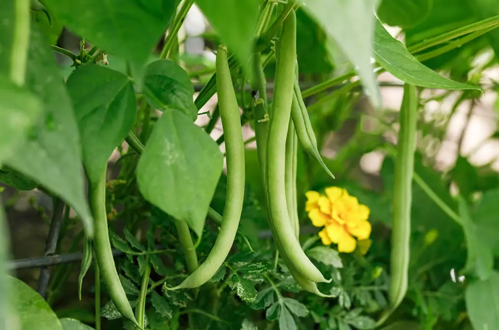 growing string beans