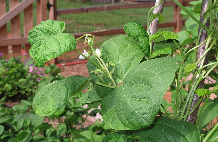 growing string beans