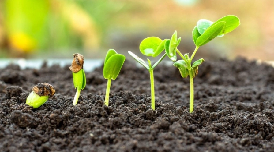 how to germinate seeds