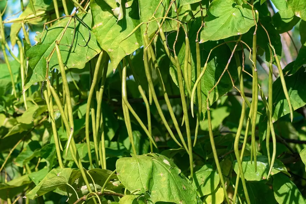 string bean plant care