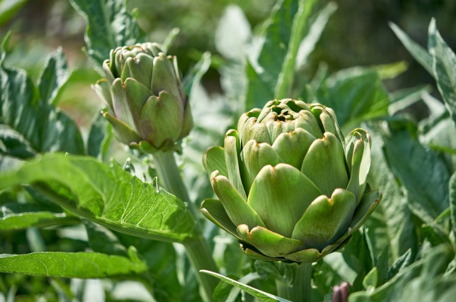 artichoke plant care