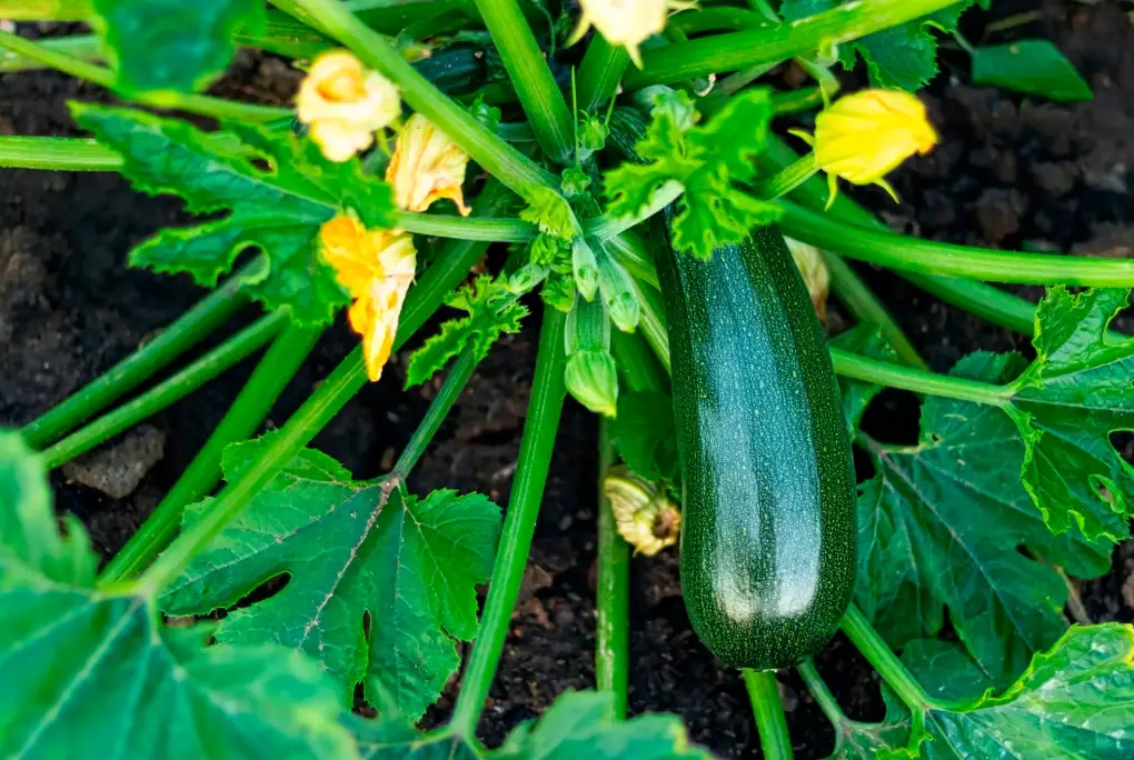 how to grow summer squash