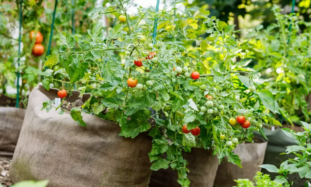 grow bags for vegetables grow bags for vegetables