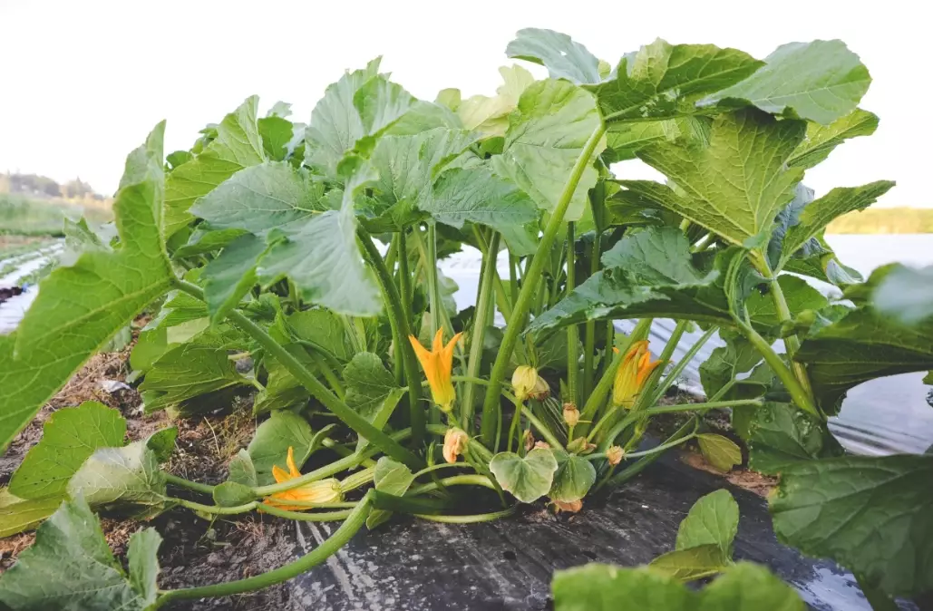 summer squash planting guide