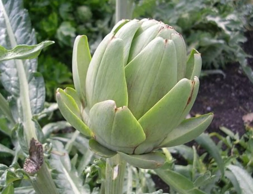 harvesting globe artichokes