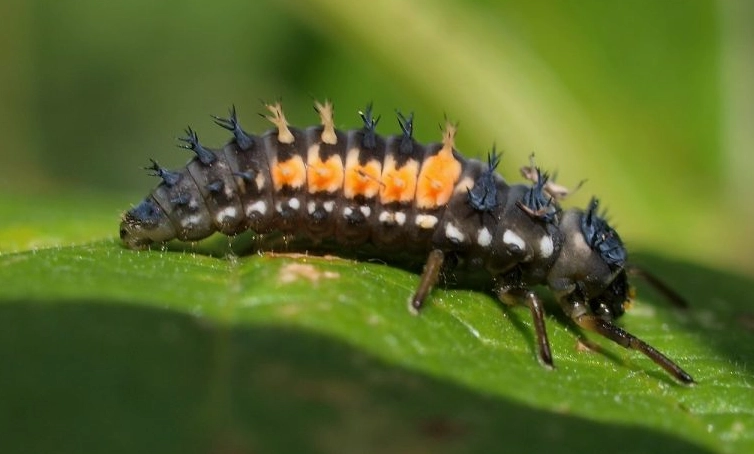 beneficial insects garden