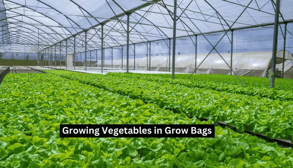 vegetable container gardening vegetable container gardening