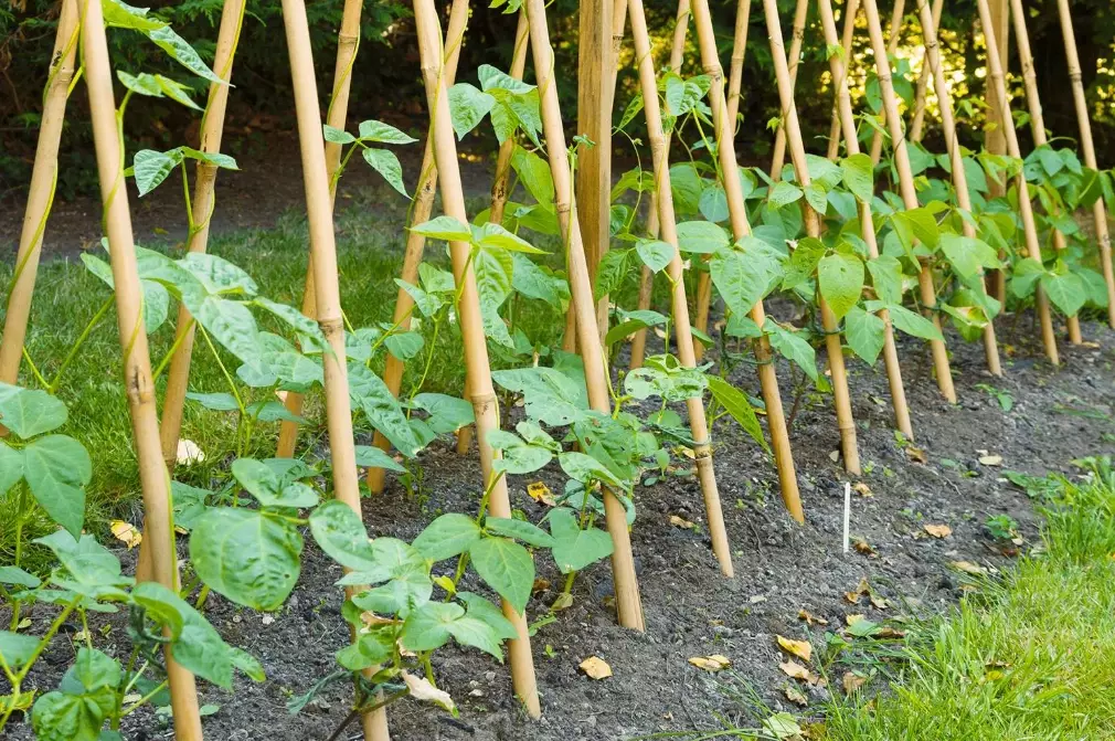 how to plant string beans