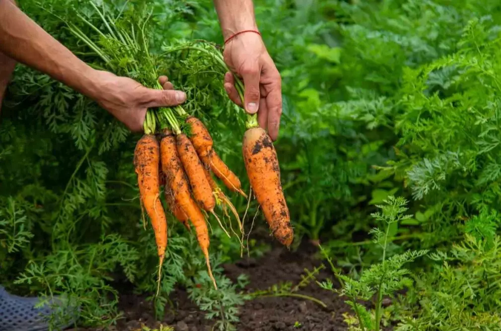 carrot planting season