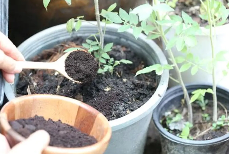 coffee grounds for compost