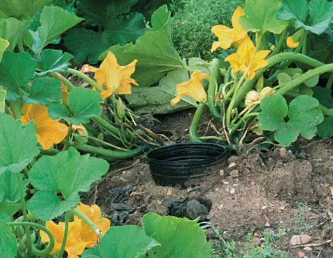 how to grow summer squash