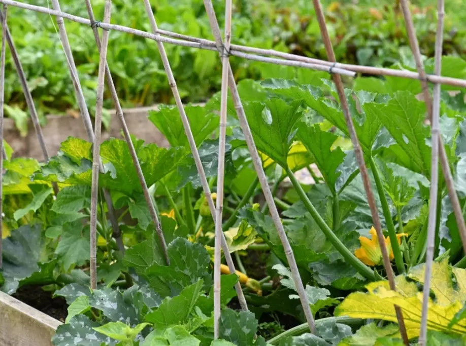 best time to plant squash