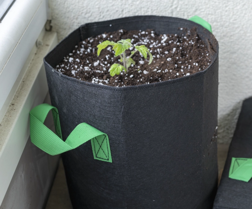 best vegetables to grow in bags best vegetables to grow in bags