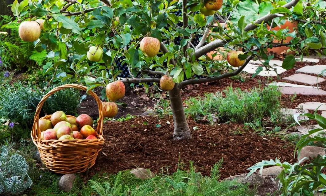 caring for fruit trees