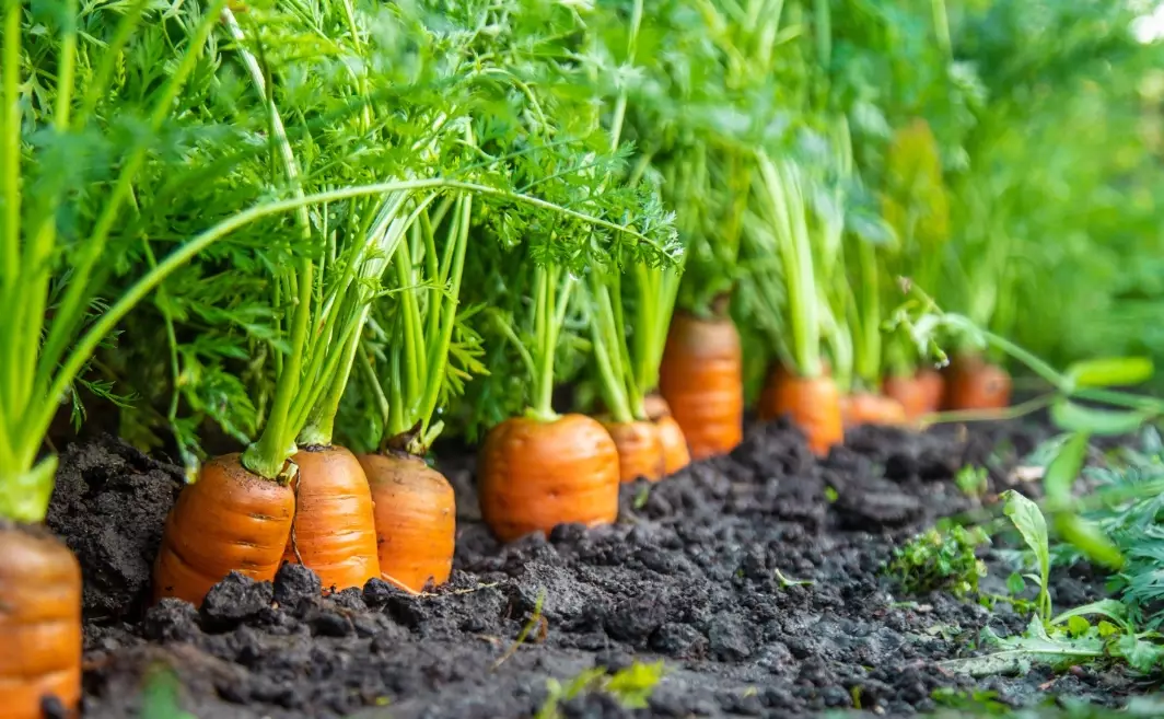 growing carrots
