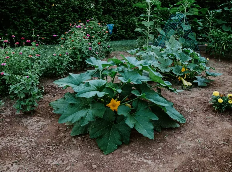 best time to plant squash