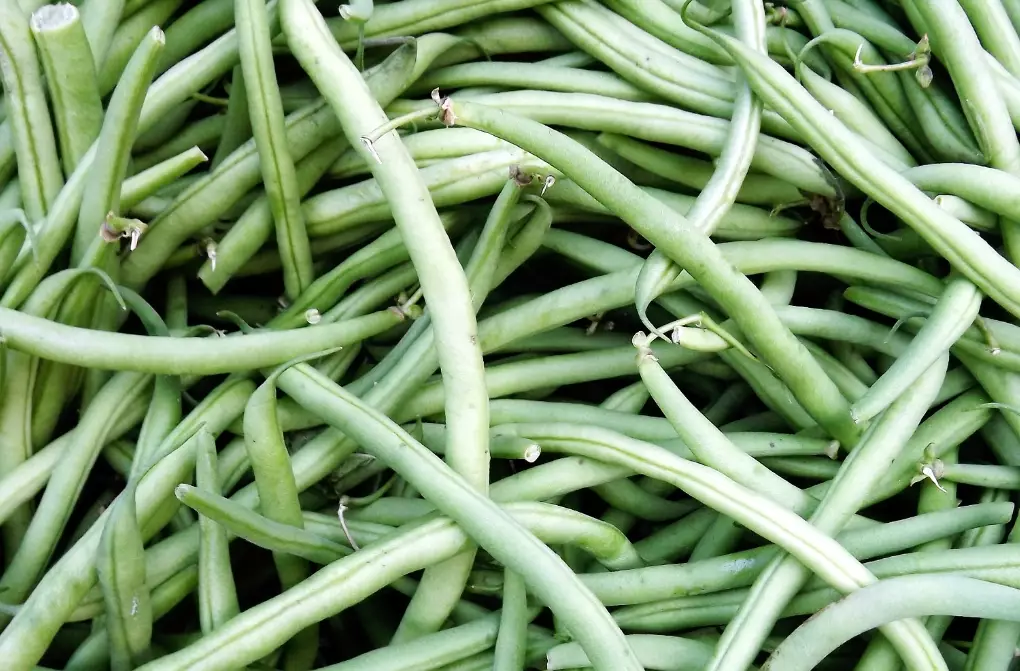 string bean plant care