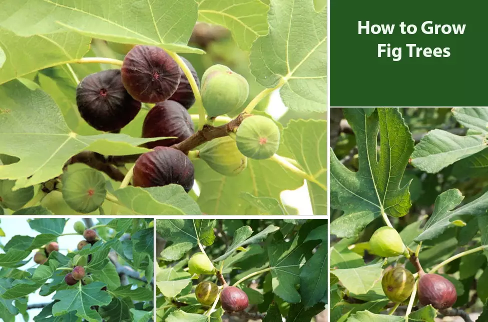 fig tree care