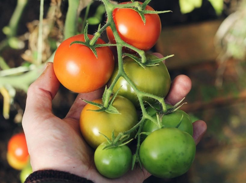 when to harvest tomatoes