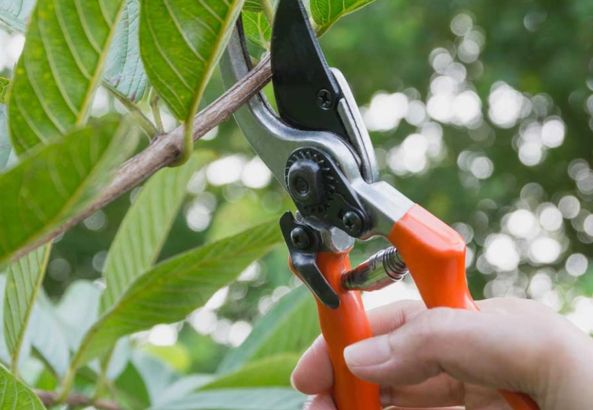 benefits of pruning