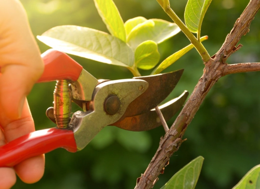 how to prune plants