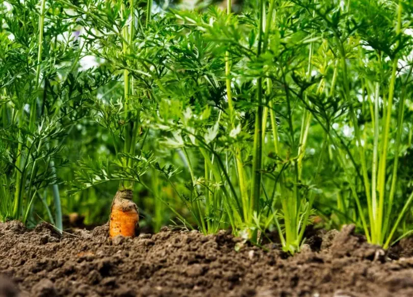 growing carrots growing carrots