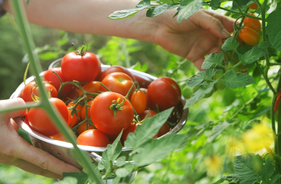when to harvest tomatoes