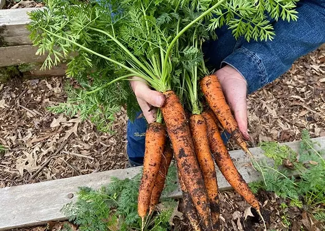 how to plant carrots how to plant carrots