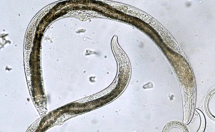 root knot nematode