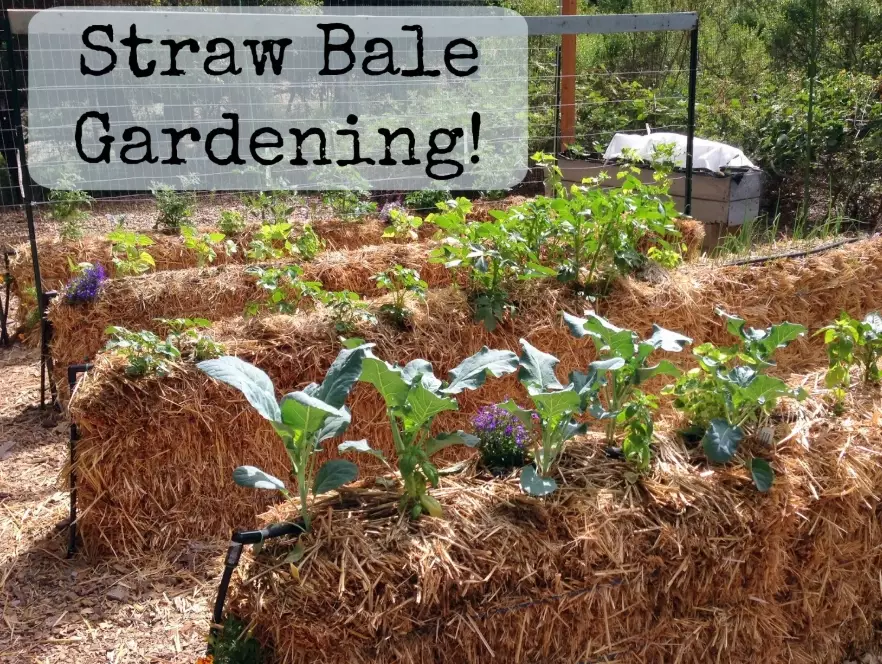 straw bale gardening straw bale gardening