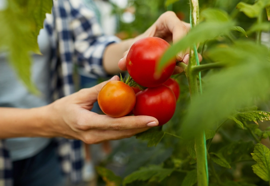 how to tell if tomatoes are ripe