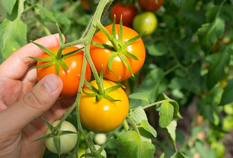 how to tell if tomatoes are ripe